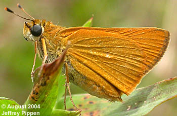 Delaware Skipper (Anatrytone logan)