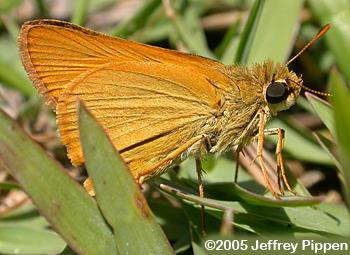 Delaware Skipper (Anatrytone logan)