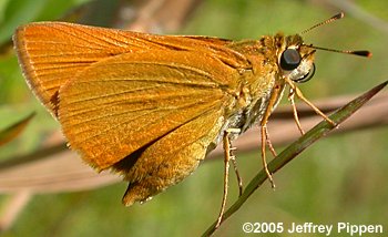 Delaware Skipper (Anatrytone logan)