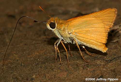 Delaware Skipper (Anatrytone logan)