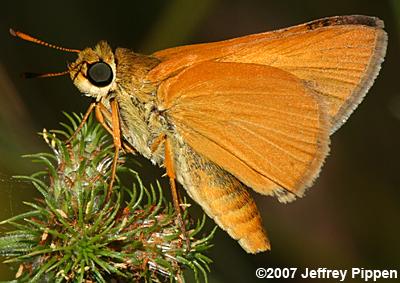 Delaware Skipper (Anatrytone logan)