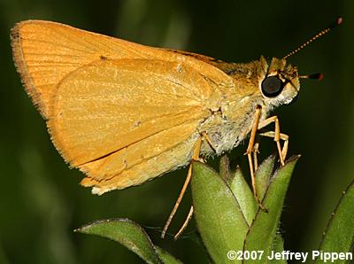 Delaware Skipper (Anatrytone logan)