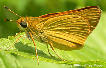 Delaware Skipper (Anatrytone logan)