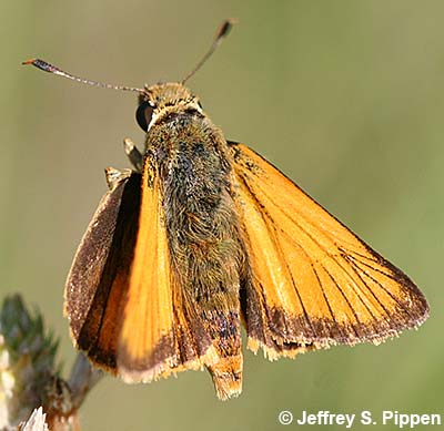 Delaware Skipper (Anatrytone logan)