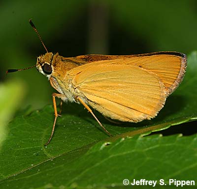 Delaware Skipper (Anatrytone logan)