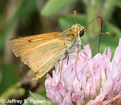 Delaware Skipper (Anatrytone logan)
