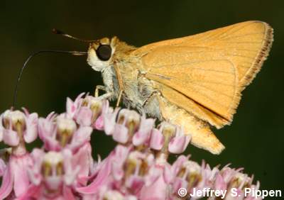 Delaware Skipper (Anatrytone logan)