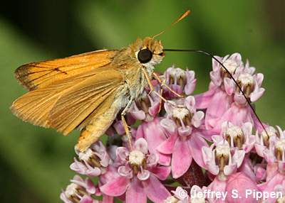 Delaware Skipper (Anatrytone logan)