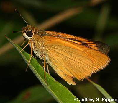 Delaware Skipper (Anatrytone logan)