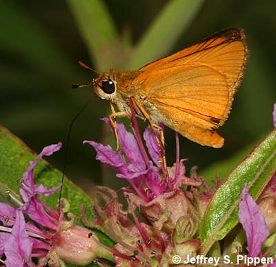 Delaware Skipper (Anatrytone logan)