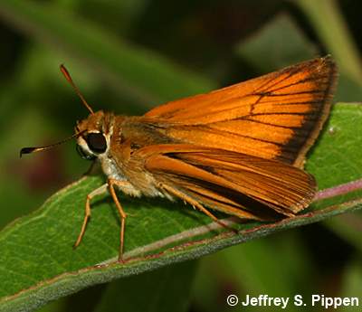 Delaware Skipper (Anatrytone logan)