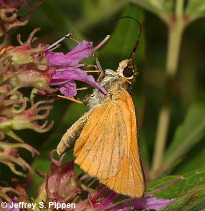 Delaware Skipper (Anatrytone logan)