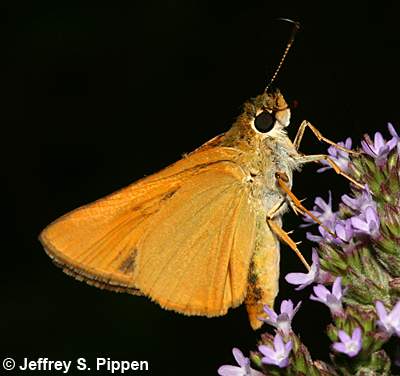 Delaware Skipper (Anatrytone logan)