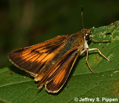 Delaware Skipper (Anatrytone logan)