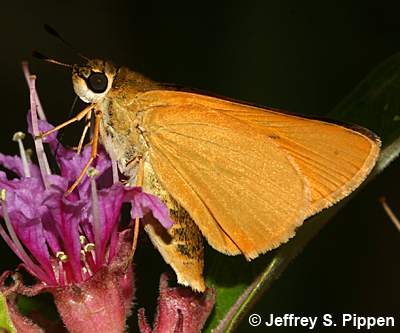 Delaware Skipper (Anatrytone logan)