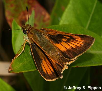 Delaware Skipper (Anatrytone logan)