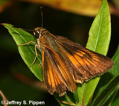 Delaware Skipper (Anatrytone logan)