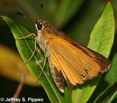 Delaware Skipper (Anatrytone logan)