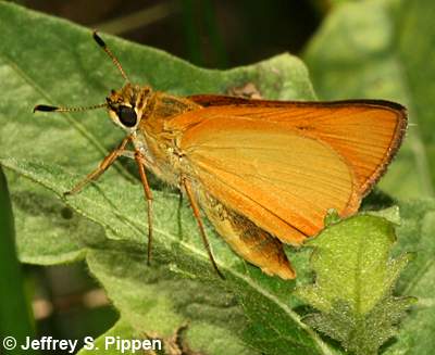 Delaware Skipper (Anatrytone logan)