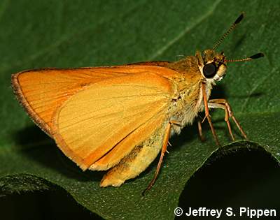 Delaware Skipper (Anatrytone logan)