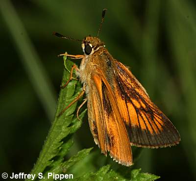 Delaware Skipper (Anatrytone logan)