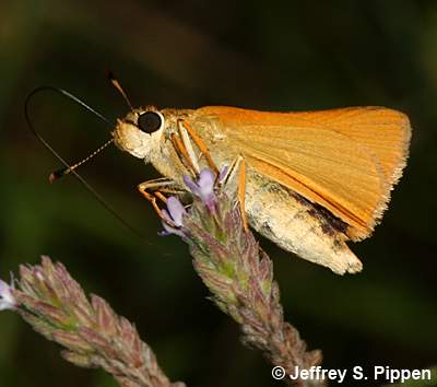 Delaware Skipper (Anatrytone logan)