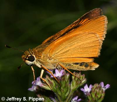 Delaware Skipper (Anatrytone logan)