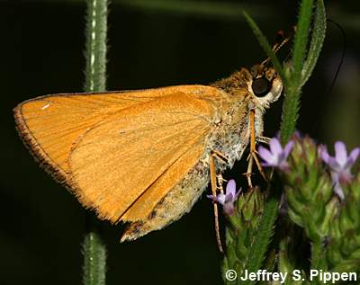 Delaware Skipper (Anatrytone logan)