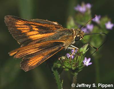 Delaware Skipper (Anatrytone logan)