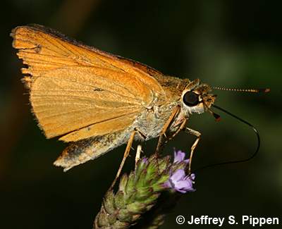 Delaware Skipper (Anatrytone logan)