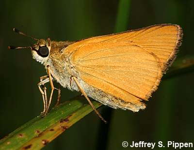 Delaware Skipper (Anatrytone logan)