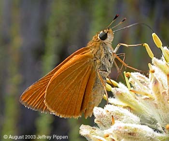 Delaware Skipper (Anatrytone logan)