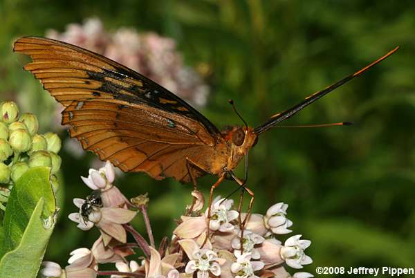 Diana Fritillary (Speyeria diana)