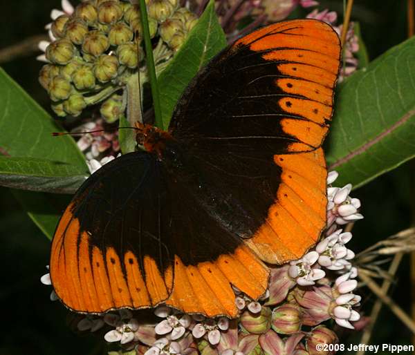 Diana Fritillary (Speyeria diana)