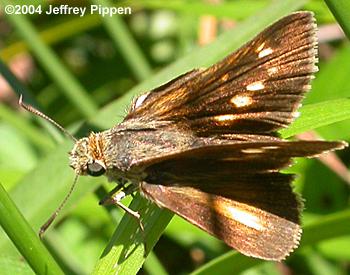 Dion Skipper (Euphyes dion)