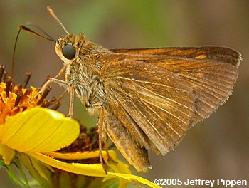 Dion Skipper (Euphyes dion)