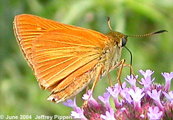 Dion Skipper (Euphyes dion)