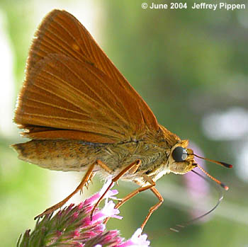 Dion Skipper (Euphyes dion)