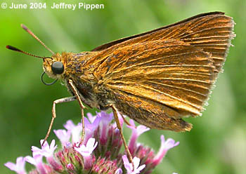Dion Skipper (Euphyes dion)