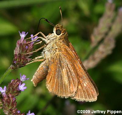 Dion Skipper (Euphyes dion)