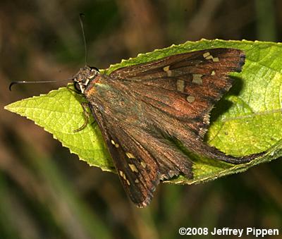 Dorantes Longtail (Thorybes dorantes)