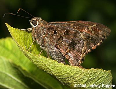Dorantes Longtail (Thorybes dorantes)
