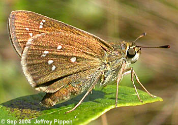 Dotted Skipper (Hesperia attalus)