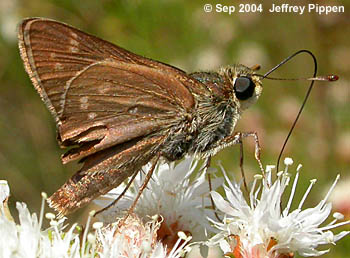 Dotted Skipper (Hesperia attalus slossonae)