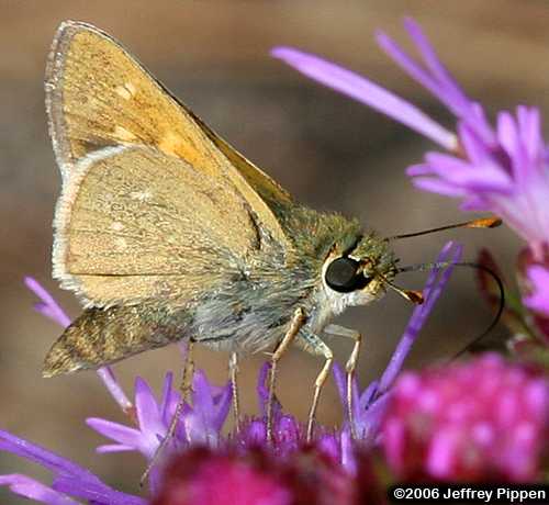 Dotted Skipper (Hesperia attalus)