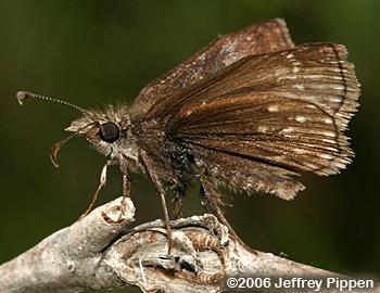 Dreamy Duskywing (Erynnis icelus)