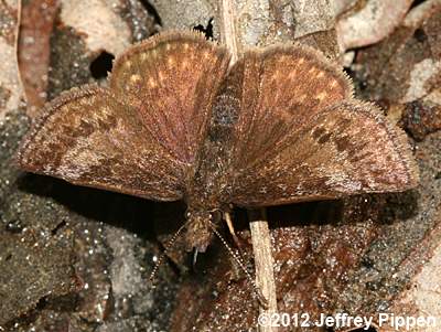 Dreamy Duskywing (Erynnis icelus)