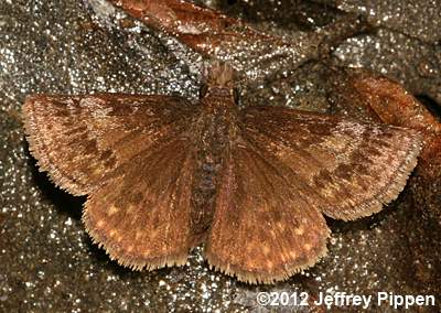 Dreamy Duskywing (Erynnis icelus)