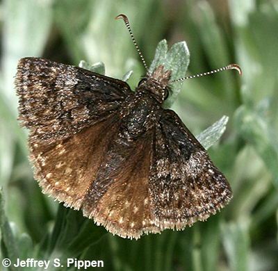 Dreamy Duskywing (Erynnis icelus)