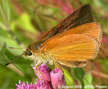 Dukes' Skipper (Euphyes dukesi)